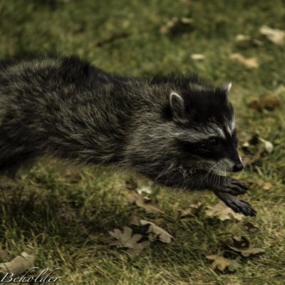 Fur