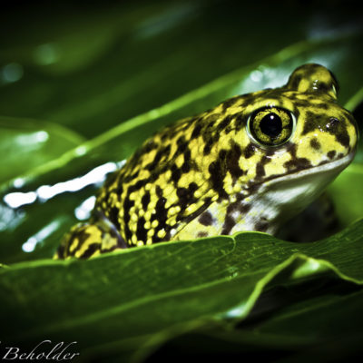Reptiles