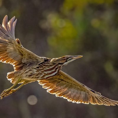 Flight