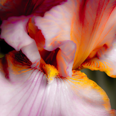 Botanical