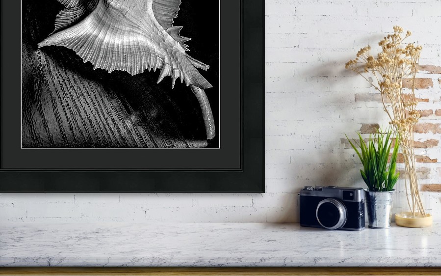 black-and-white-seashell-wall shelf